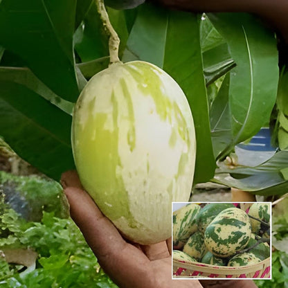 VARIEGATED MANGO Plants (Grafted)