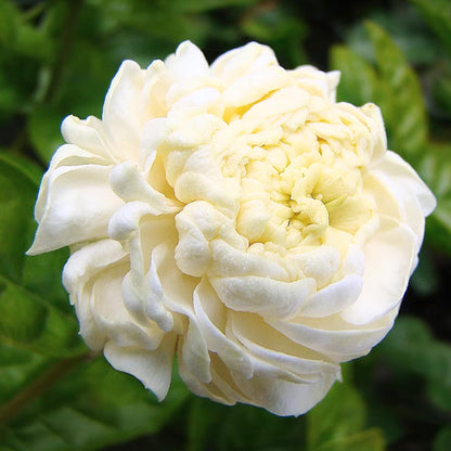 Jasmine Rose Flowers Fragrant Plants