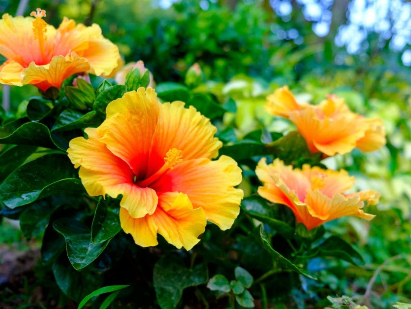 Austrian Hibiscus(Grafted) Flowers Plants(Yellow)