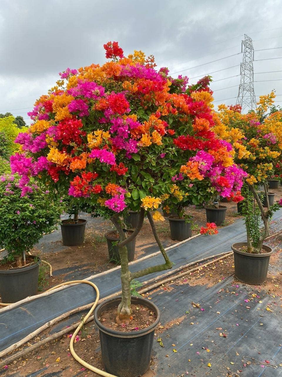 Bougainville Malti Grafted plant (1In 5-6 Colour)