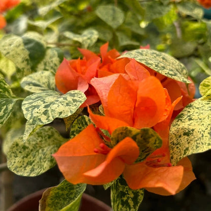 Daimond Orange Bougainvillea