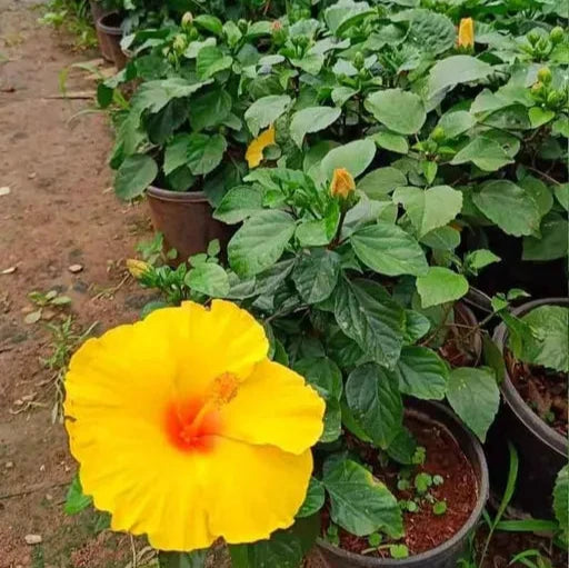 Austrian Hibiscus(Grafted) Flowers Plants(Yellow)