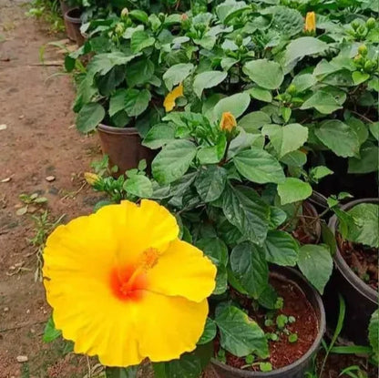 Austrian Hibiscus(Grafted) Flowers Plants(Yellow)