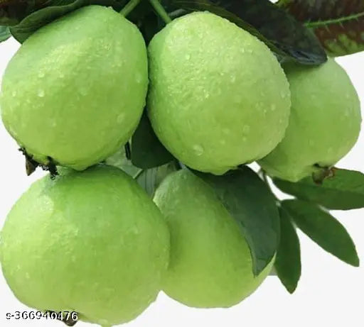 Chinese guava fruit plant