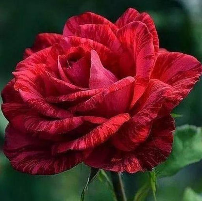 Red Rose flowers plant (Abradabra)