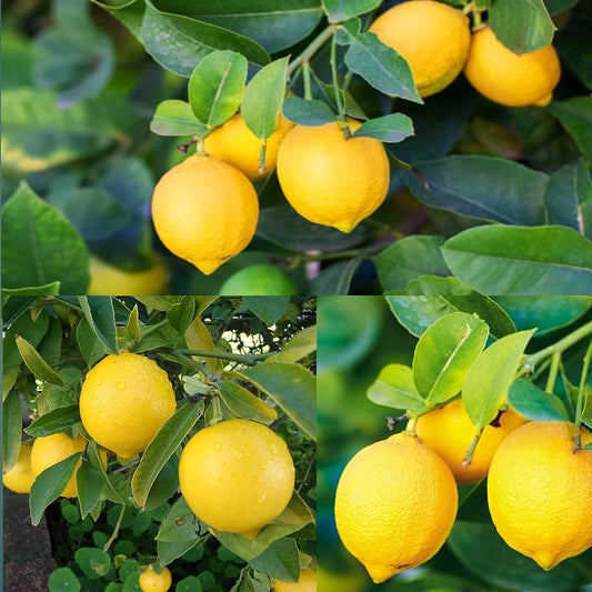 Kagaji Lemon Hybrid Plants