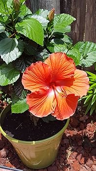 Austrilian Hibiscus (Orange) Plants