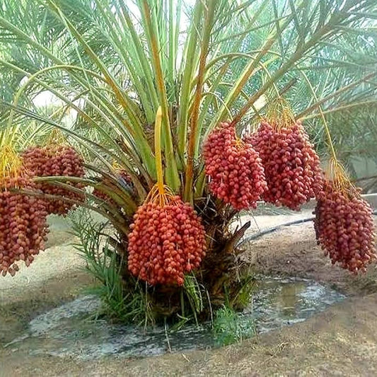 Arabian hybrid date Fruit plant