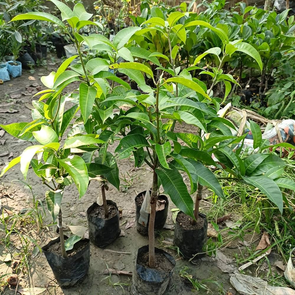 KESAR MANGO FRUIT PLANT(GRAFTED)