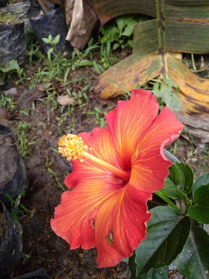 Austrilian Hibiscus (Orange) Plants