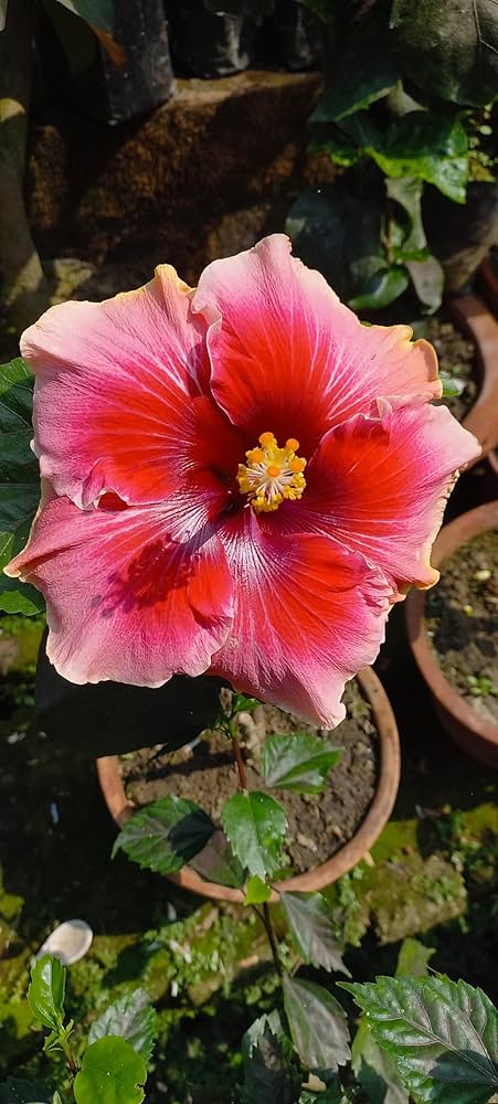 Australia Hibiscus Flowers Plants (valintin)