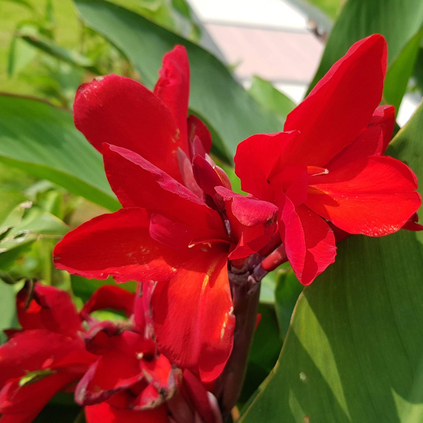 Rannas Dwarf Fflower Plant( Red )