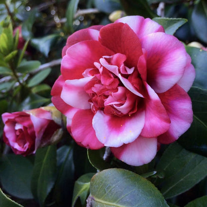 Camellia (pink and white mix) Flowers plants