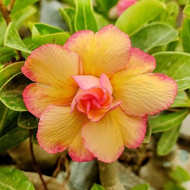 ROSY VARIETY GRAFTED ADENIUM FLOWERS  PLANTS