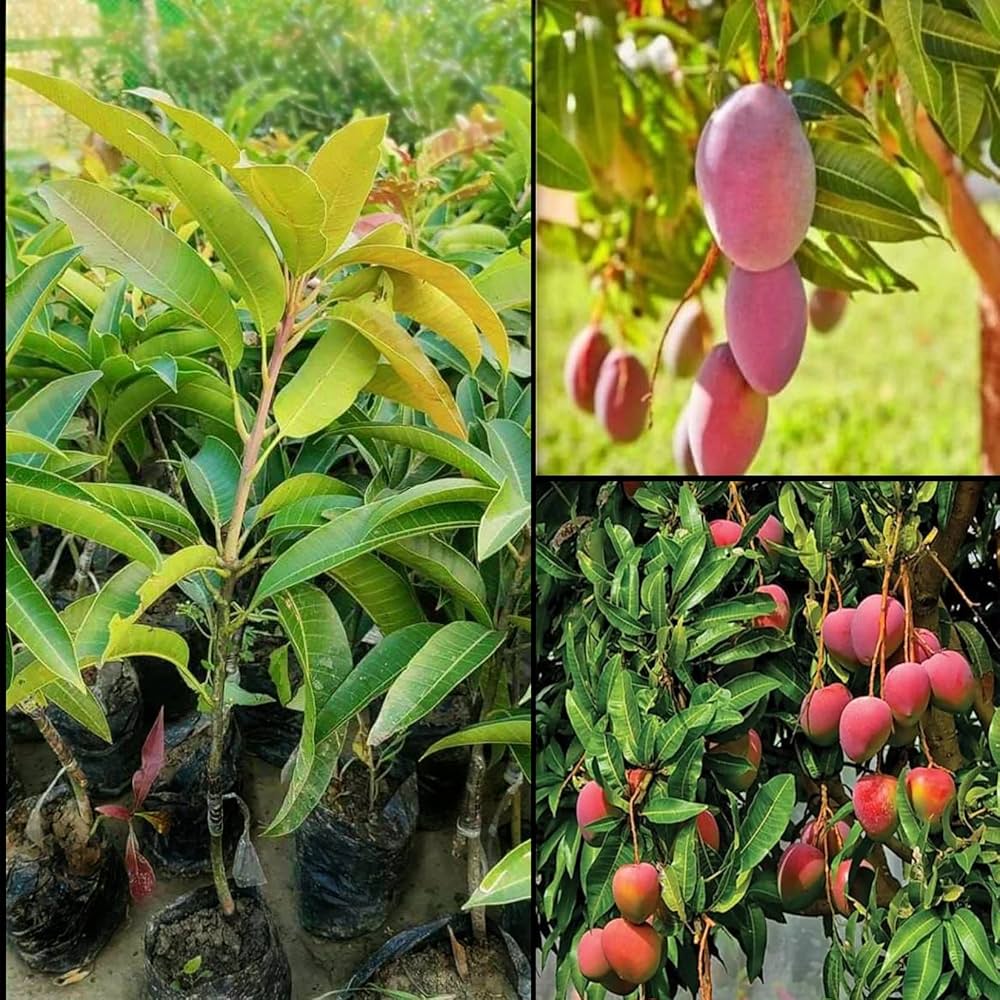 Palmer mango( Red ) Grafting Fruit plant