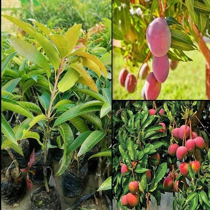 Palmer mango( Red ) Grafting Fruit plant