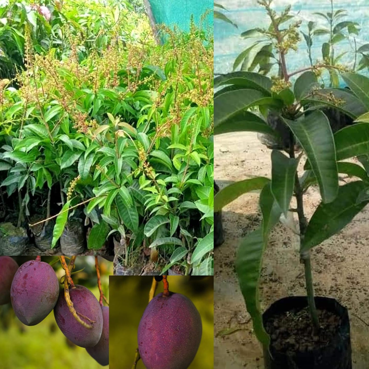 THAI BAROMASI Sweet mango Plant (GRAFTED)