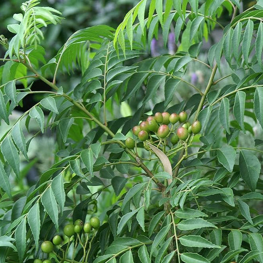 Kari Patta Plant