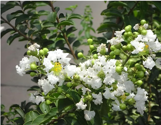 (WHITE)Frush Flower Plant