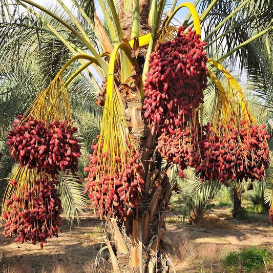 Dwarf Arabian Date Fruit Plant
