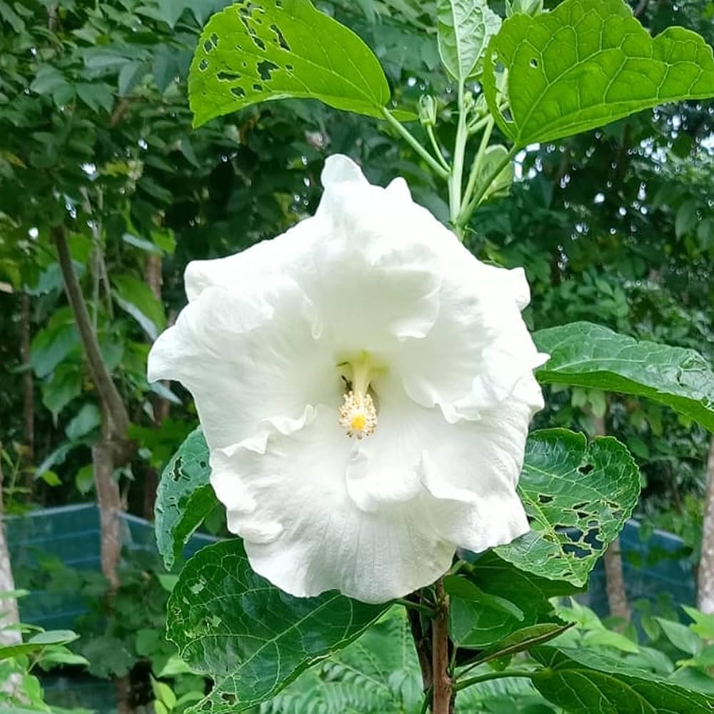 AMERICAN HIBISCUS FLOWERS PLANTS (WHITE)