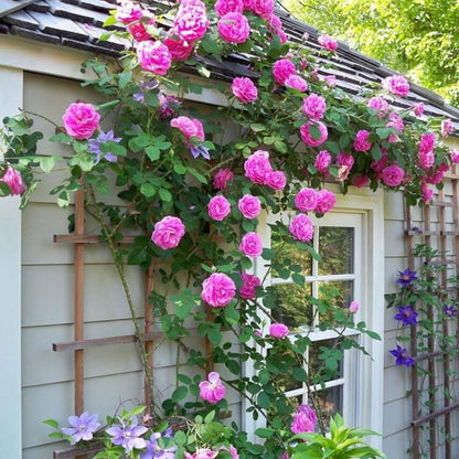 Climbing Rose(Pink) Flower Plants