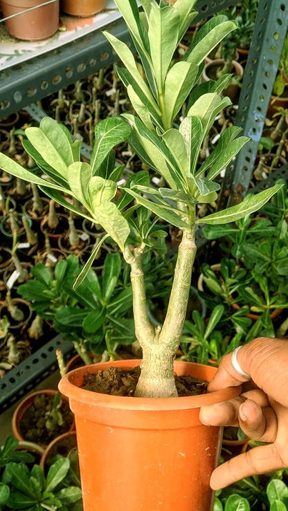 ROSY VARIETY GRAFTED ADENIUM FLOWERS PLANTS