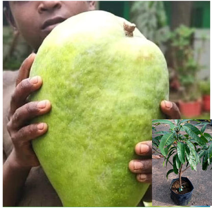 NURJAHAN MANGO Plants (grafting)