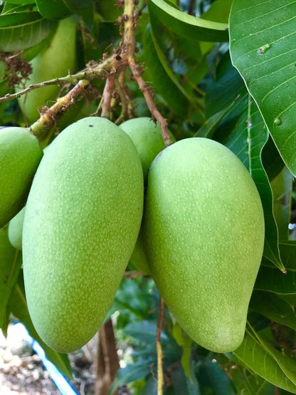 Thai All Time Mango Fruit Plant grafted