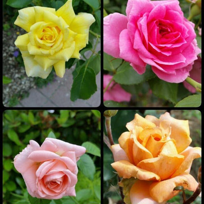 Combo Roses Flower Plants