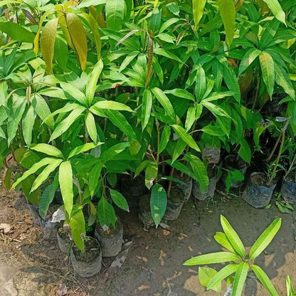 MALLIKA MANGO FRUIT PLANTS(GRAFTED)