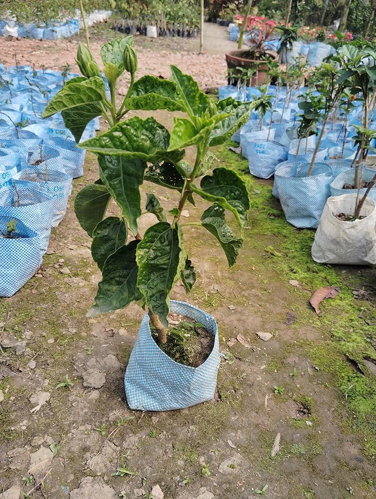 Australia Hibiscus Flowers Plants (WHITE)