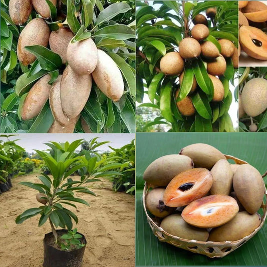 Banana Chiku Grafted Fruit Plants