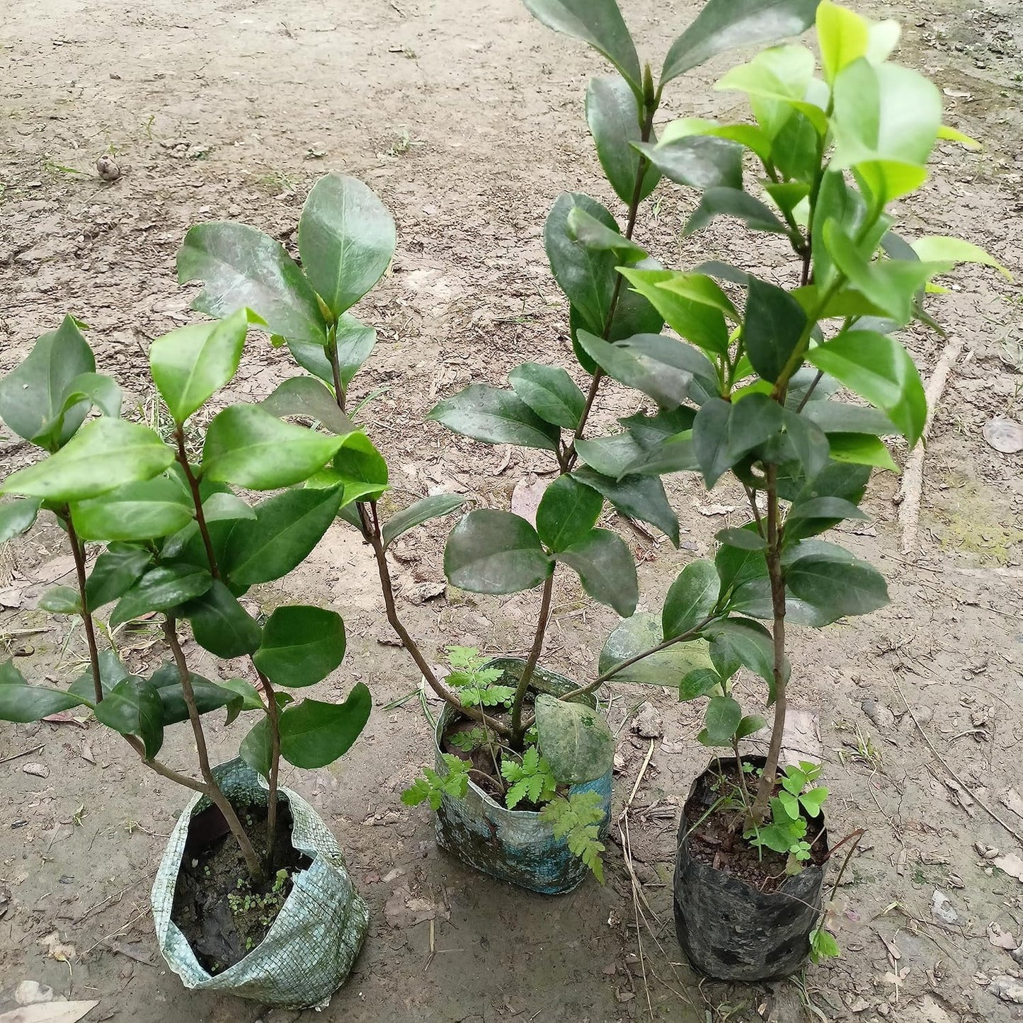 CAMELLIA FLOWERS PLANTS (THOKA)