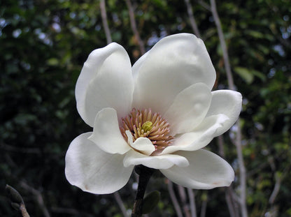 Magnolia Dwarf COCO Flowers Plants