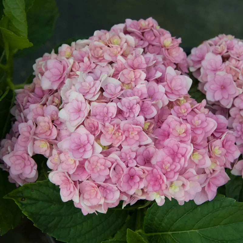 Hybrid Hydrangea Flowers plants (Pink)