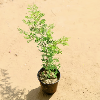 Shami  Plants (exclusive)