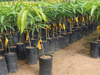 TJC Mango