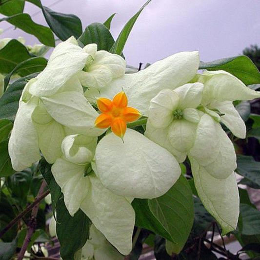 Mussaenda flowers plants (White)