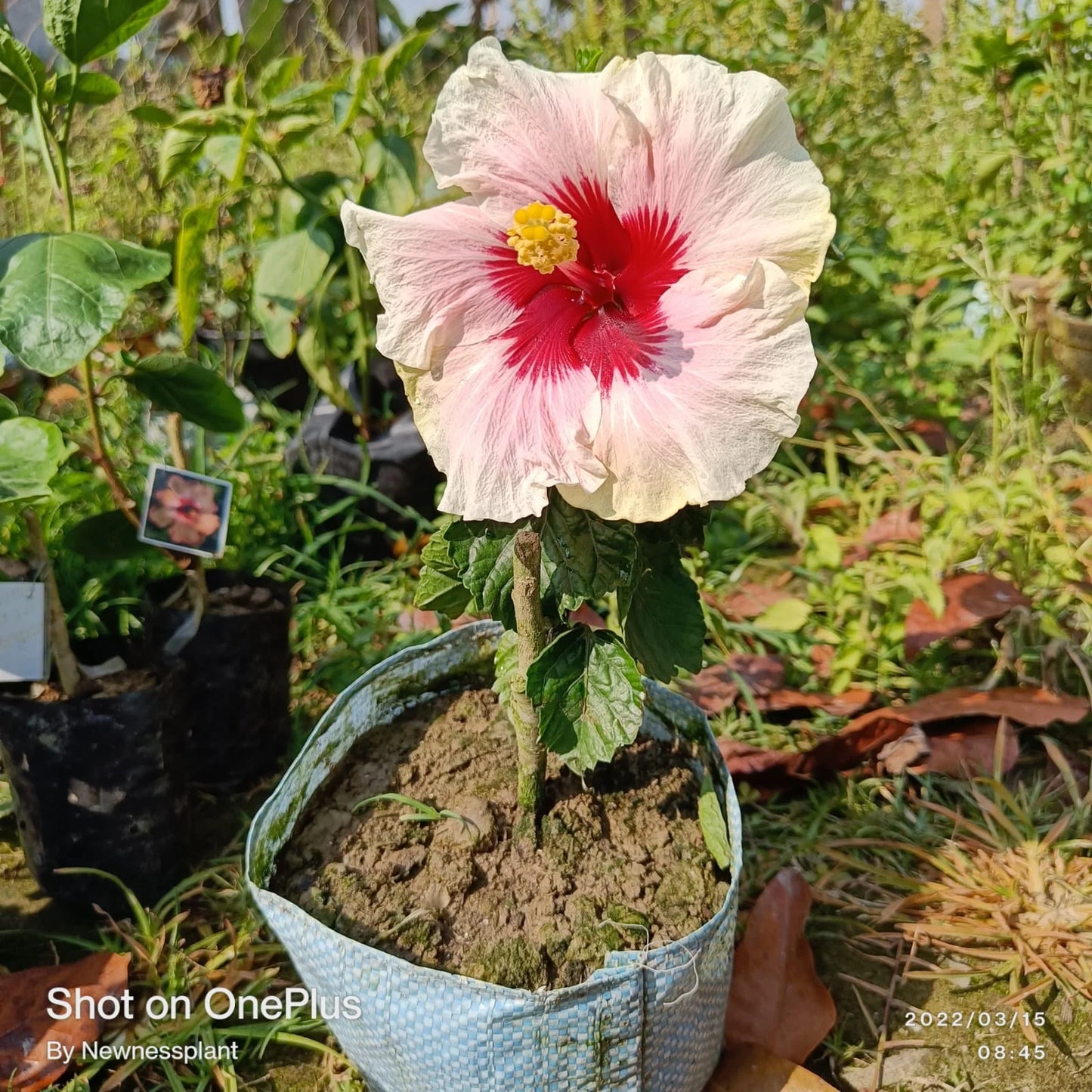 Austrian hibiscus- Grafting Plants ( white and Red Mix )