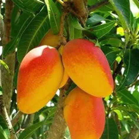 DASHERI MANGO FRUIT PLANT( Grafting )