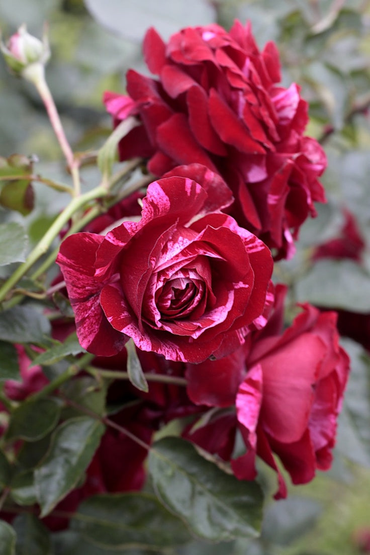 Rose Grafted flowers plants