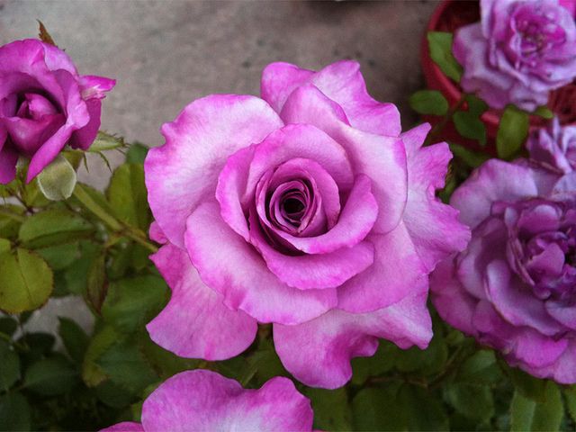 HYBRID ROSE FLOWERS PLANTS (PURPLE) (GRAFTED)