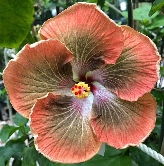 Austrian Hibiscus Flowers Plants