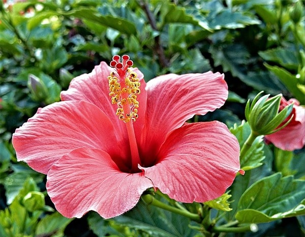 Austrian Hibiscus ( pink)