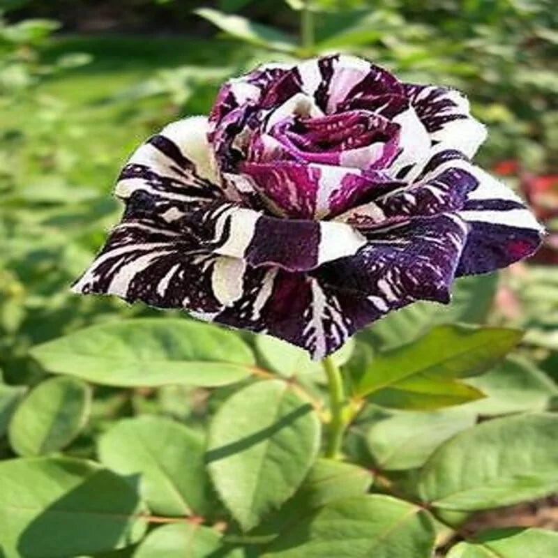 Abracadabra Rose Plant(Grafted)