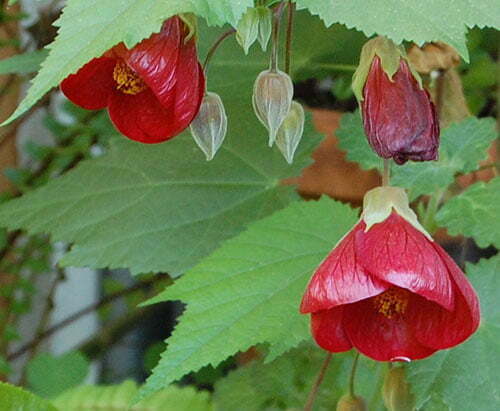 Lantern Hibiscus Flowers Plants (Red)