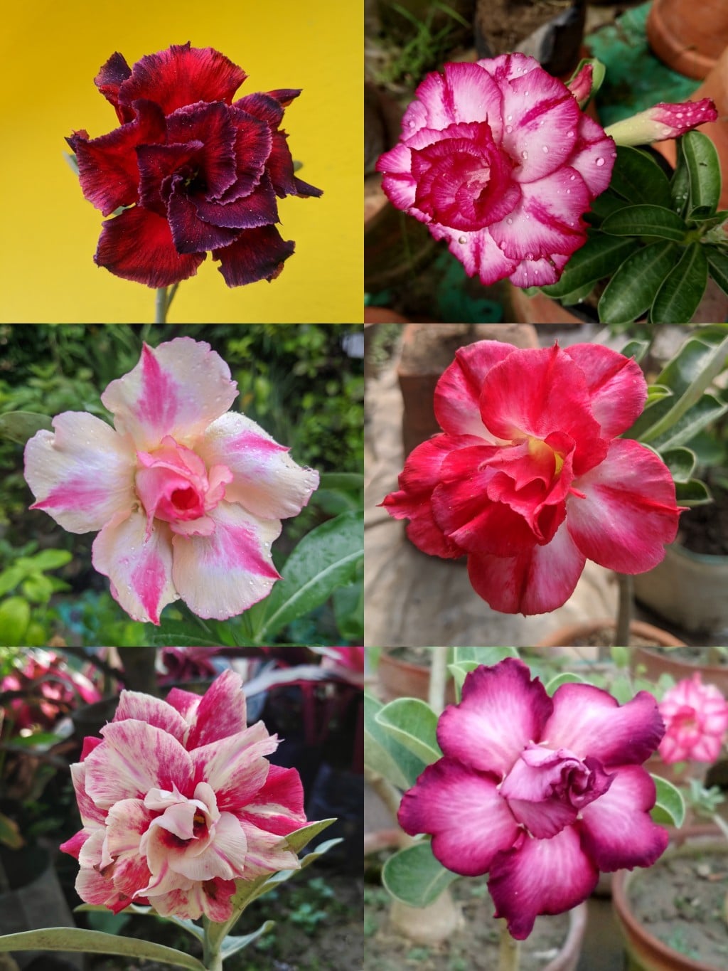 Adenium Grafted Flowers Plants