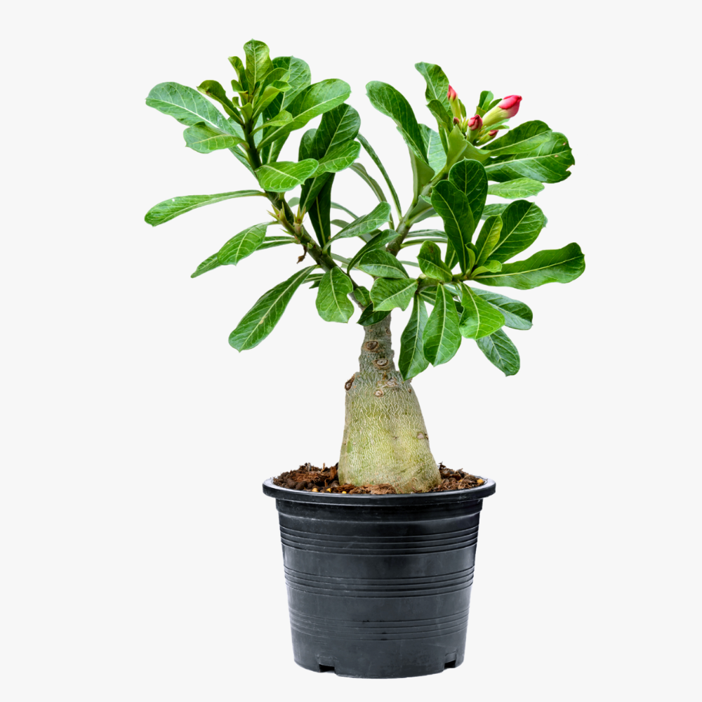 ROSY VARIETY GRAFTED ADENIUM (White & Red)