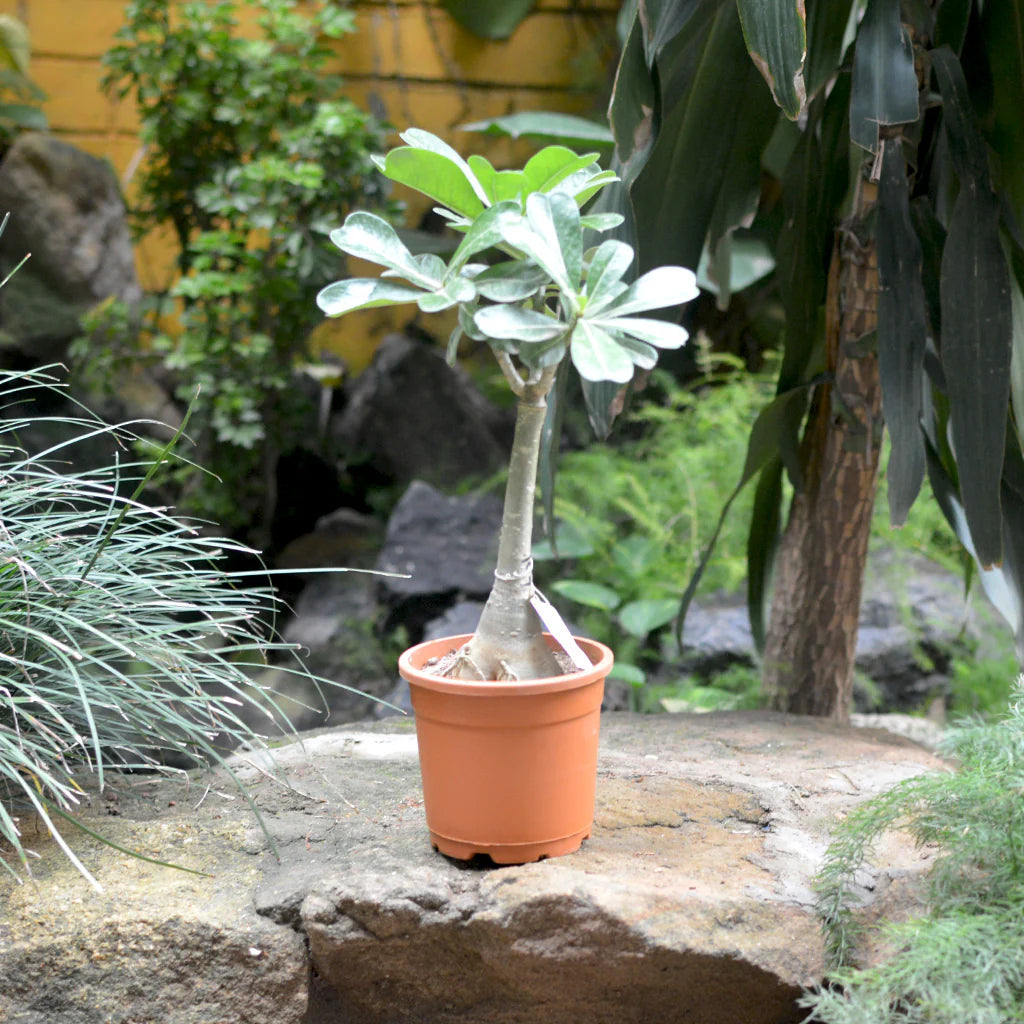 Adenium Flowers Grafting plant (black)